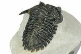 Detailed Hollardops Trilobite - Ofaten, Morocco #347779-4